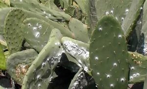 Cochinilla POSEI
