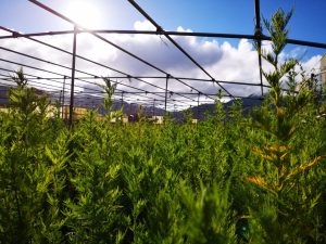Biotech Tricopharming Research