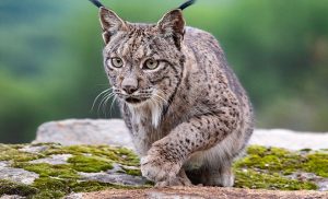 Importancia de la naturaleza